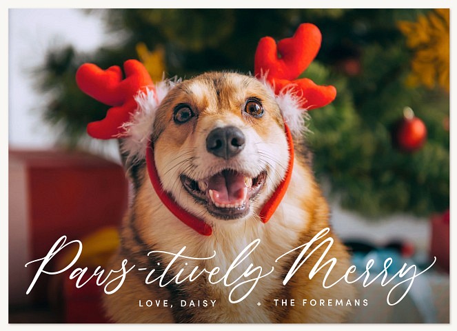 Pawsitively Merry Personalized Holiday Cards
