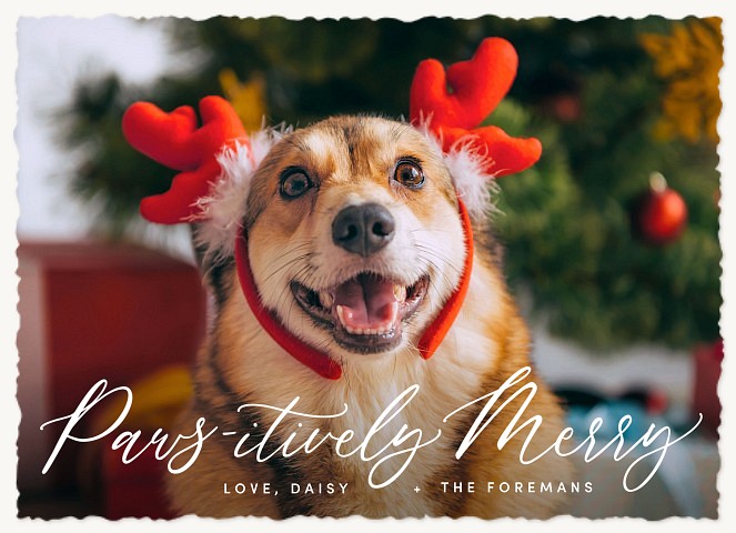 Pawsitively Merry Personalized Holiday Cards